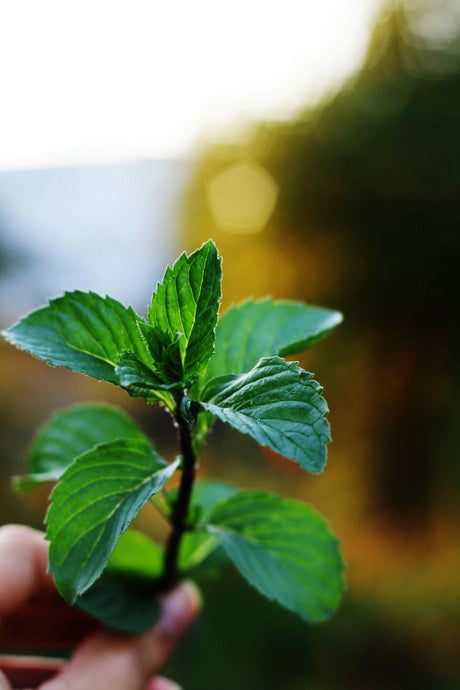 Achieve Clear Skin: Explore the Transformative Benefits of Peppermint